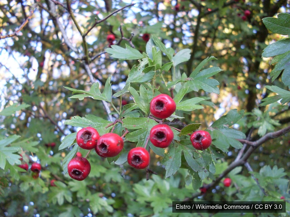 Meidoorn met bessen in de herfst